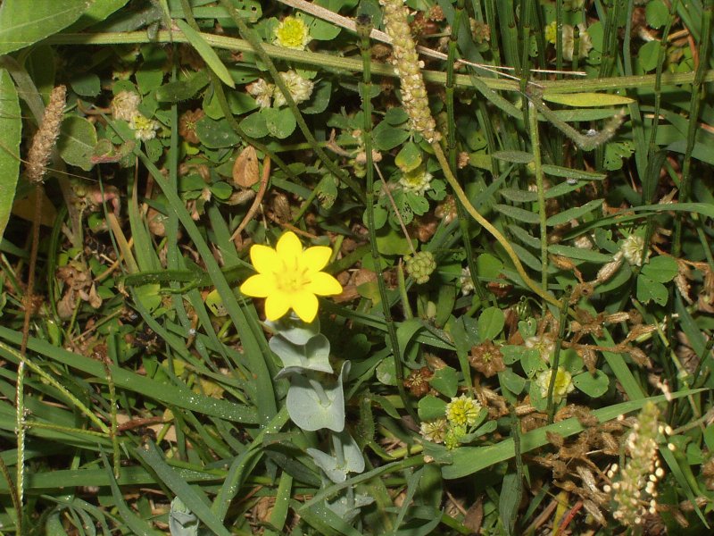 Blackstonia perfoliata