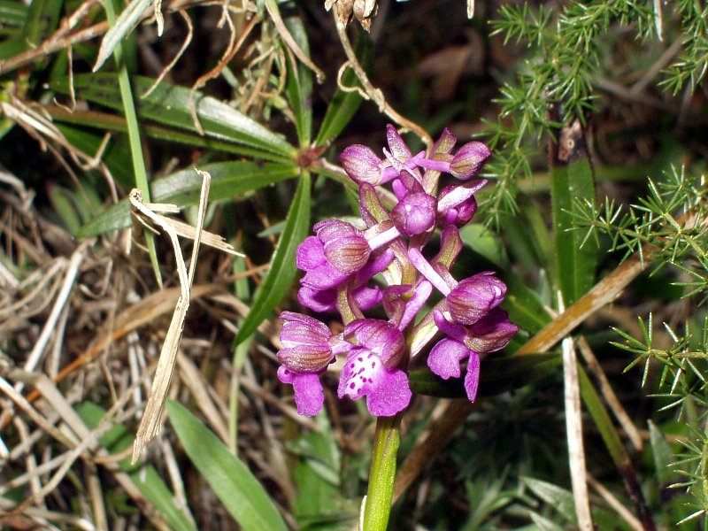 Orchis morio