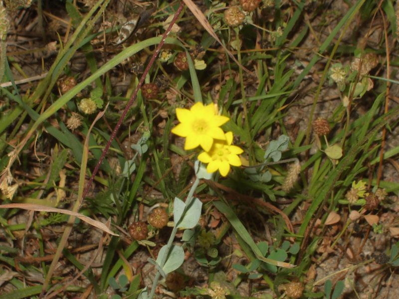 Blackstonia perfoliata