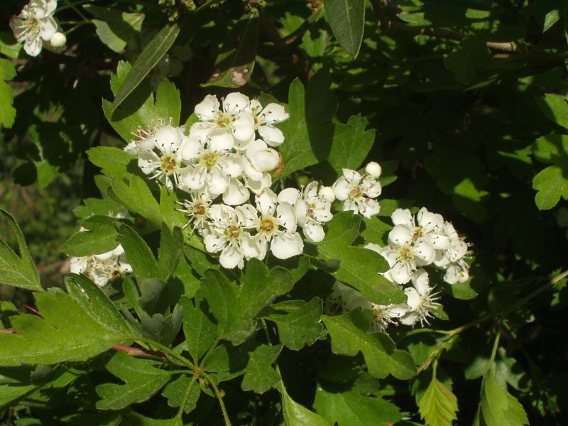 Crataegus monogyna