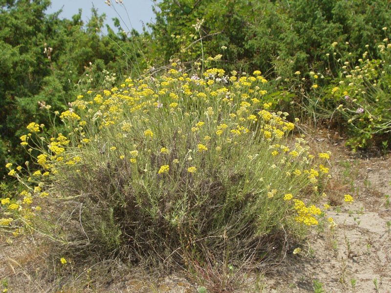 Helichrysum italicum