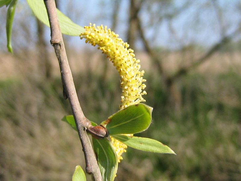 Salix alba