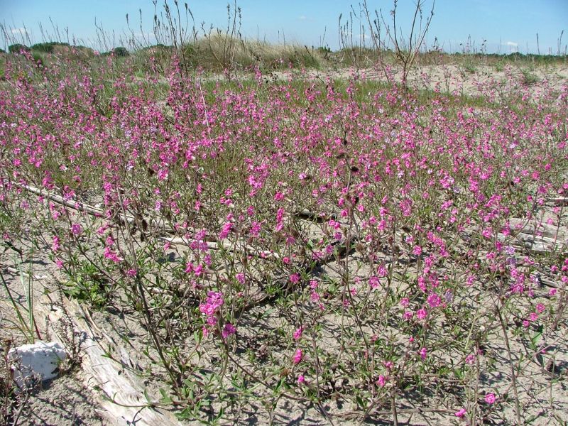 Silene colorata