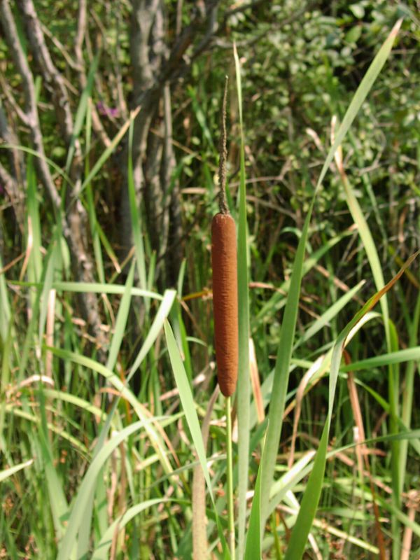 Typha latifolia