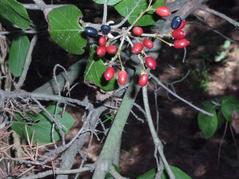 Viburnum lantana