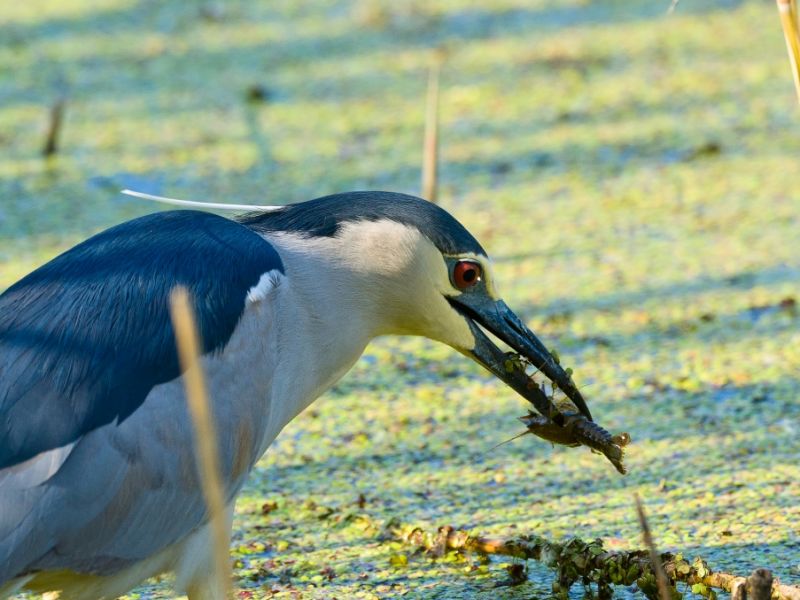 La pesca della nitticora