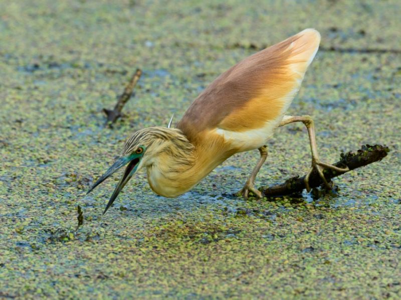 Sgarza ciuffetto